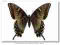 Papilio appalachiensis female (E.fork Glady River, Rand Co., WV, 6-18-1984) (Internet Image property of respective owner, non-commercial use only)